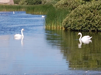 Swans on the south lake